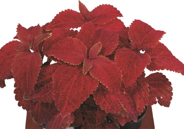Plectranthus scuttelarioides Superfine Rainbow Volcano