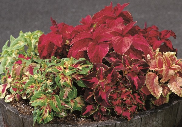 Plectranthus scuttelarioides Superfine Rainbow Masterblends Mix
