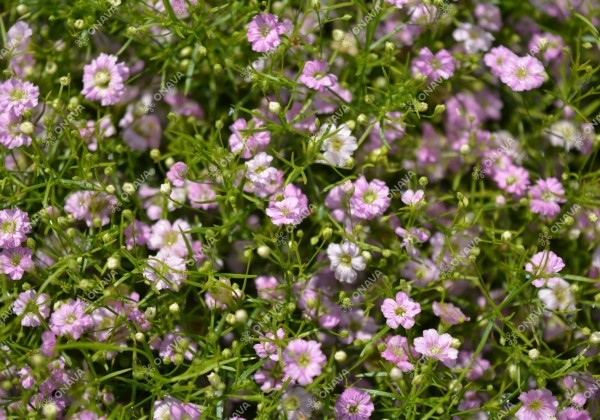 Gypsophila muralis Gypsy Pink