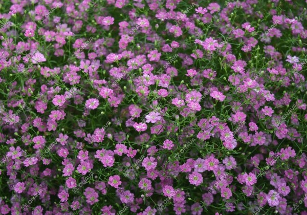 Gypsophila muralis Gypsy Deep Rose