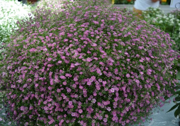 Gypsophila muralis Gypsy Deep Rose