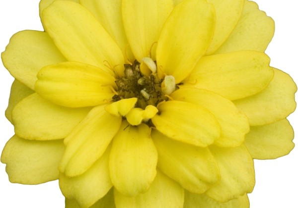 Zinnia hybrida Profusion Double Yellow