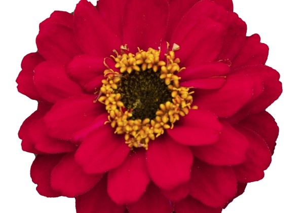 Zinnia hybrida Profusion Double Red
