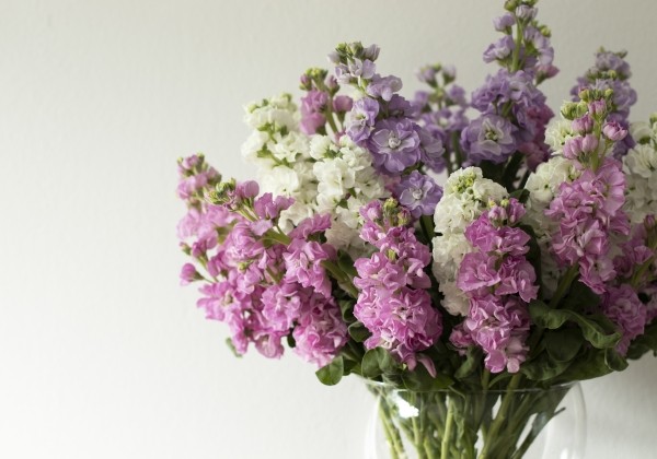 Matthiola incana Iron Pink