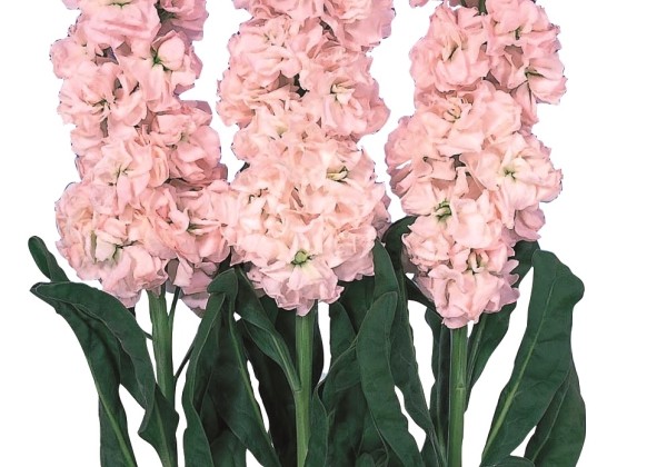 Matthiola incana Iron Cherry Blossom