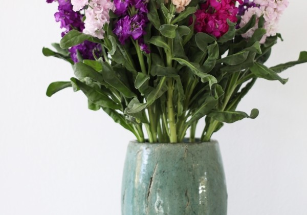 Matthiola incana Iron Rose Pink