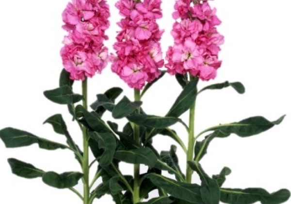 Matthiola incana Iron Rose Pink