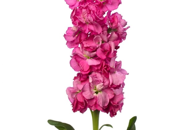 Matthiola incana Iron Early Rose Pink