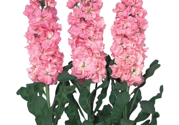 Matthiola incana Iron Early Pink