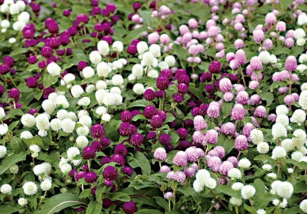 Gomphrena globosa Gnome Mix
