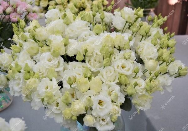 Lisianthus russelianum Alissa 2 White