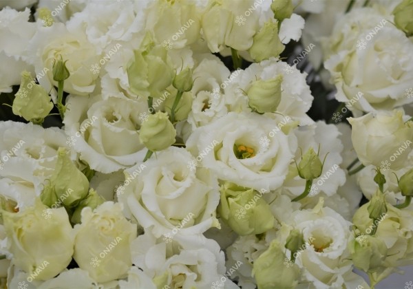 Lisianthus russelianum Alissa 2 White
