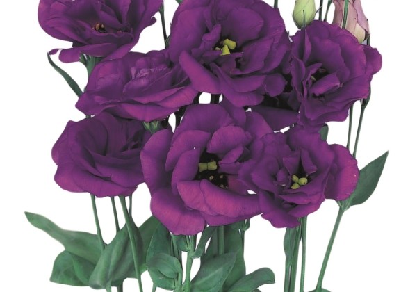 Eustoma grandiflorum (Lisanthus) Echo 1 Blue
