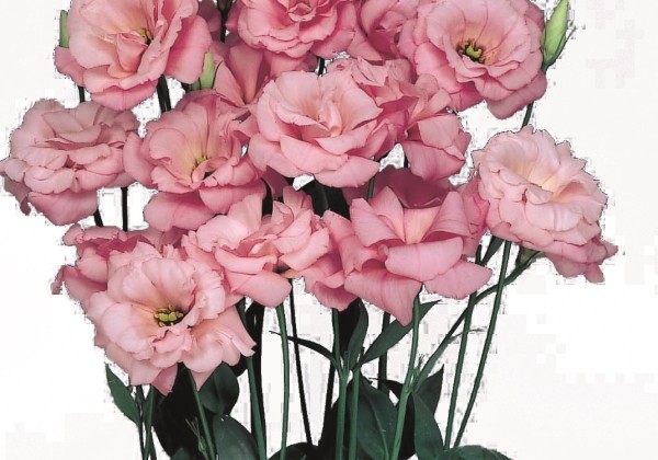Eustoma grandiflorum (Lisanthus) Echo 1 Pink