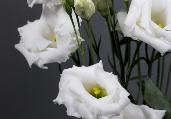 Eustoma grandiflorum (Lisanthus) Echo 1 Pure White