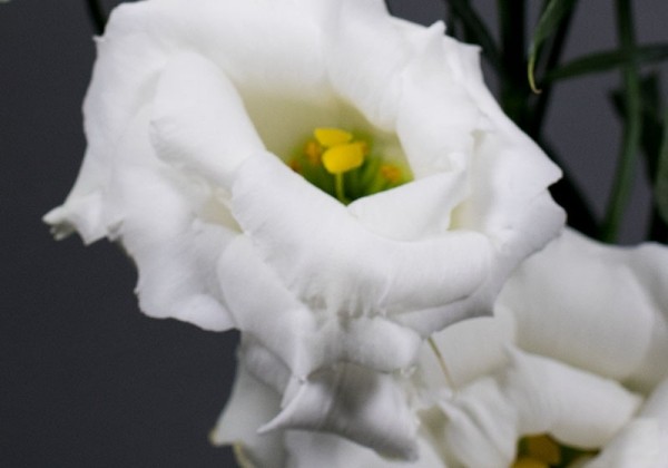 Eustoma grandiflorum (Lisanthus) Echo 1 Pure White Imp.