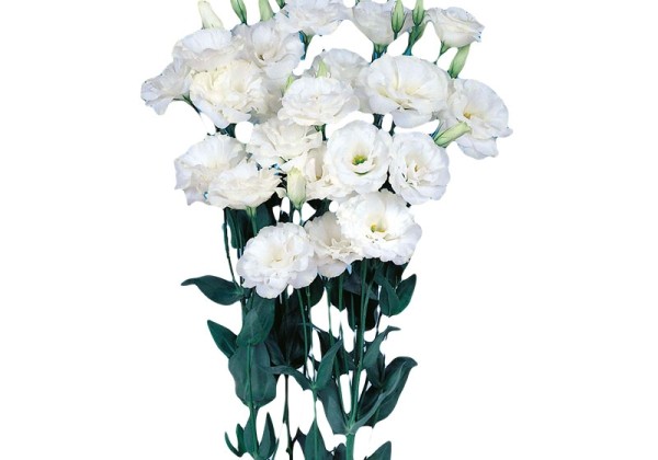 Eustoma grandiflorum (Lisanthus) Echo 1 Pure White Imp.