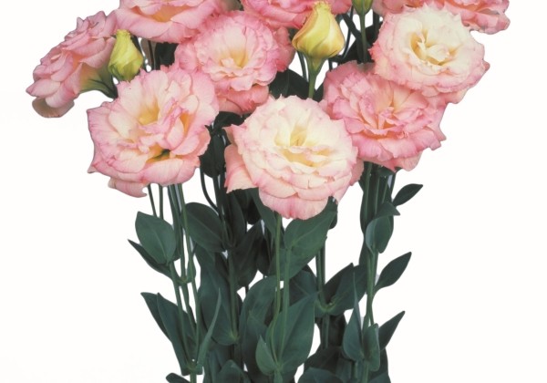Eustoma grandiflorum (Lisanthus) Echo 1 Champagne