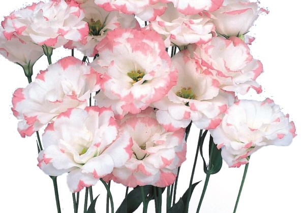 Eustoma grandiflorum (Lisanthus) Echo 1 Pink Picotee