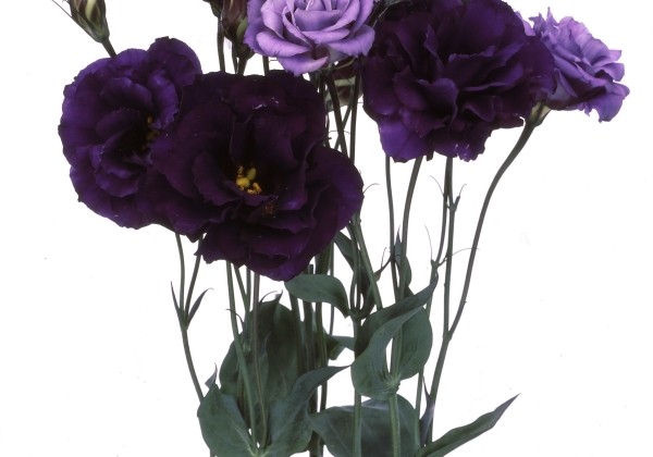 Eustoma grandiflorum (Lisanthus) Echo 1 Purple