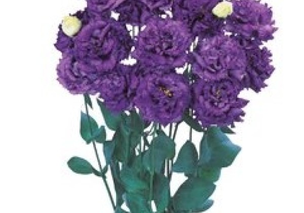 Lisianthus russelianum Alissa 2 Blue