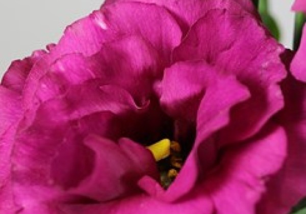 Lisianthus russelianum Aube 3 Red