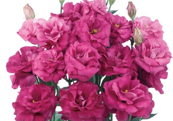 Lisianthus russelianum Aube 3 Red