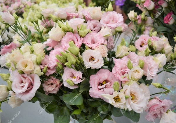 Lisianthus russelianum Alissa 2 Light Pink