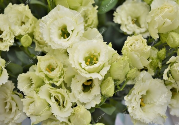 Lisianthus russelianum Alissa 2 Green Improved