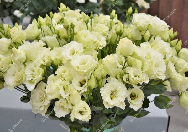 Lisianthus russelianum Alissa 2 Green Improved