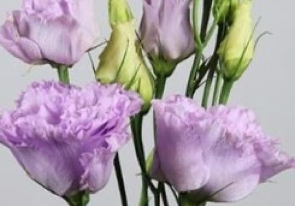 Lisianthus russelianum Alissa 2 Lavender