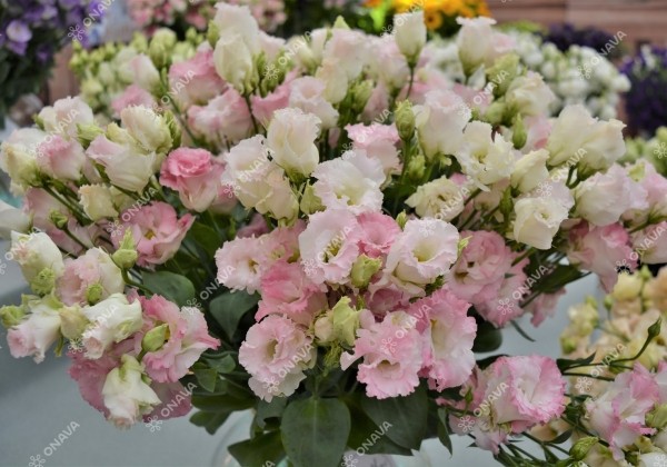 Lisianthus russelianum Alissa 2 First Love