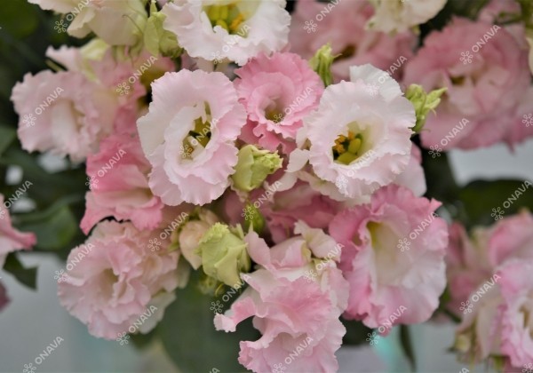 Lisianthus russelianum Alissa 2 First Love