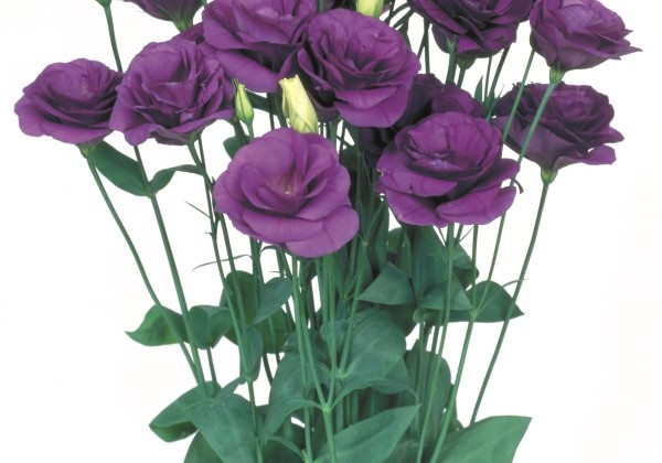 Eustoma grandiflorum (Lisanthus) Mariachi 2 Blue