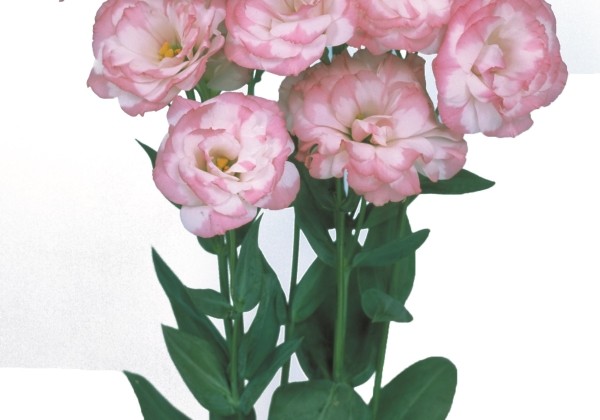 Eustoma grandiflorum (Lisanthus) Mariachi 2 Pink Picotee
