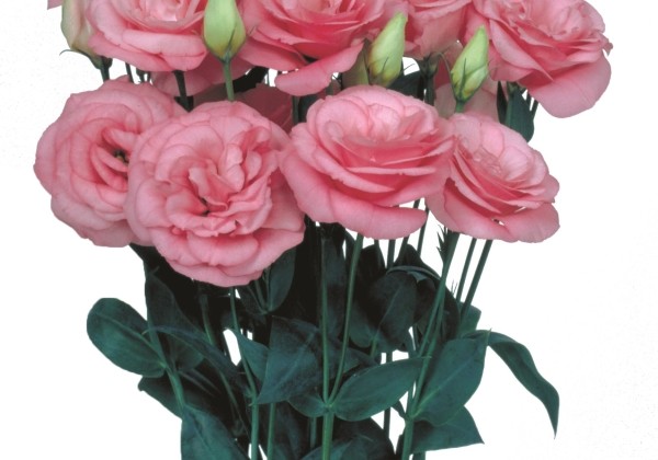 Eustoma grandiflorum (Lisanthus) Mariachi 2 Pink