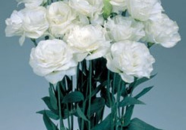 Lisianthus russelianum Mariachi 2 Pure White