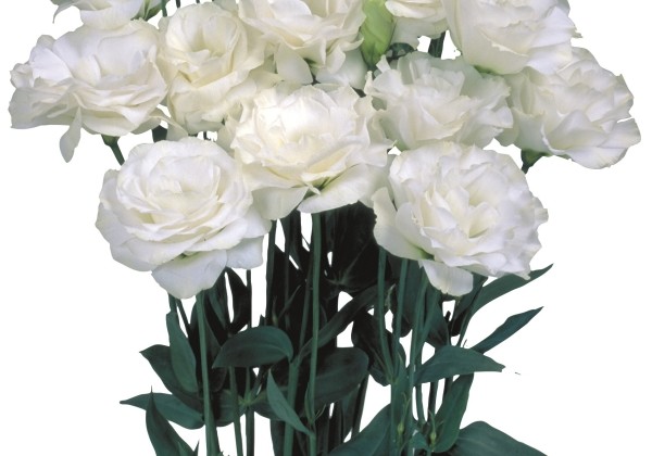 Eustoma grandiflorum (Lisanthus) Mariachi 2 Pure White