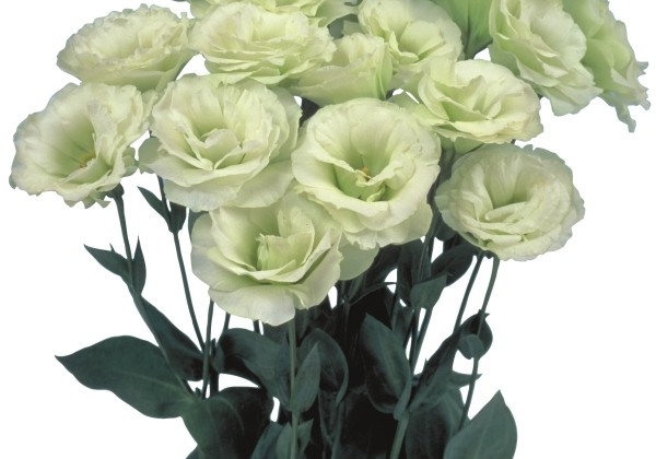 Eustoma grandiflorum (Lisanthus) Mariachi 2 Lime Green