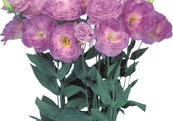 Eustoma grandiflorum (Lisanthus) Mariachi 2 Misty Blue