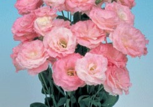 Lisianthus russelianum Mariachi 2 Misty Pink