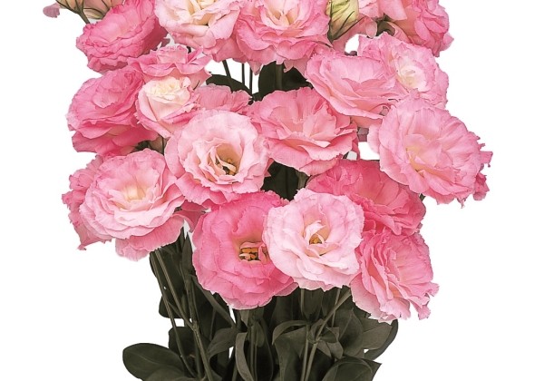 Eustoma grandiflorum (Lisanthus) Mariachi 2 Misty Pink