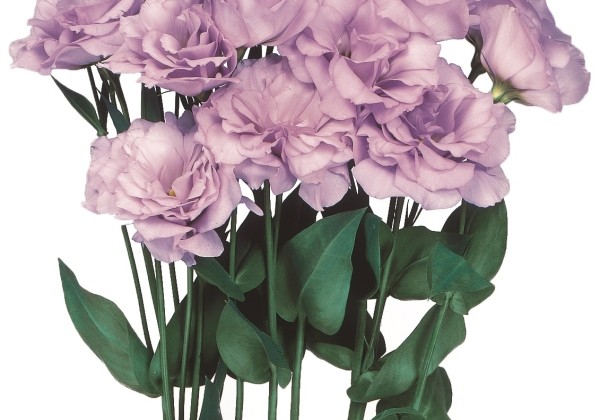 Eustoma grandiflorum (Lisanthus) Echo 1 Lavander