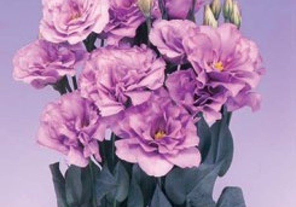 Lisianthus russelianum Mariachi 2 Lavender