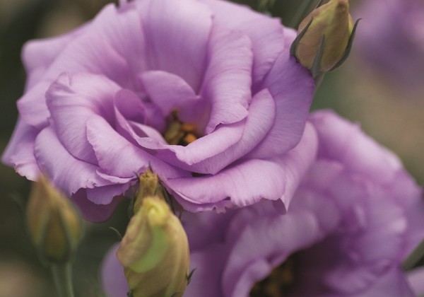 Eustoma grandiflorum (Lisanthus) Mariachi 2 Lavender