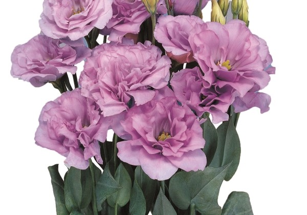 Eustoma grandiflorum (Lisanthus) Mariachi 2 Lavender