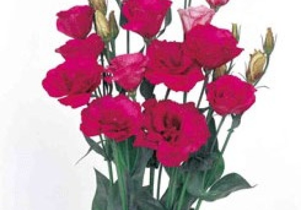 Lisianthus russelianum Mariachi 2 Carmine