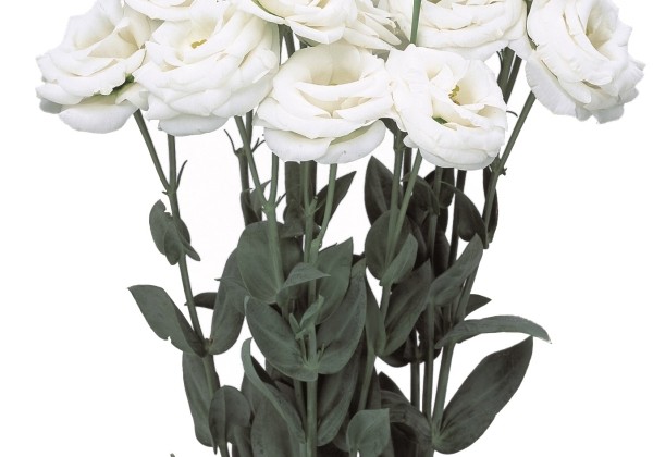 Eustoma grandiflorum (Lisanthus) Rosita 1 White