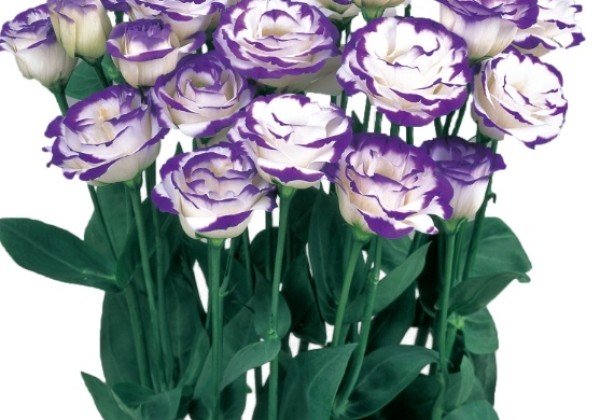 Eustoma grandiflorum (Lisanthus) Rosita 2 Blue Picotee