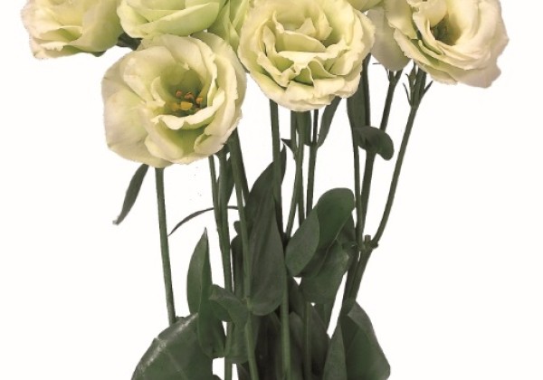 Eustoma grandiflorum (Lisanthus) Rosita 2 Green